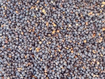 180mt Vetch Seed