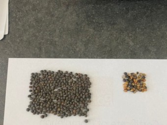 180mt Vetch Seed