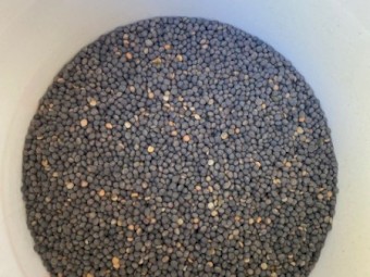 180mt Vetch Seed