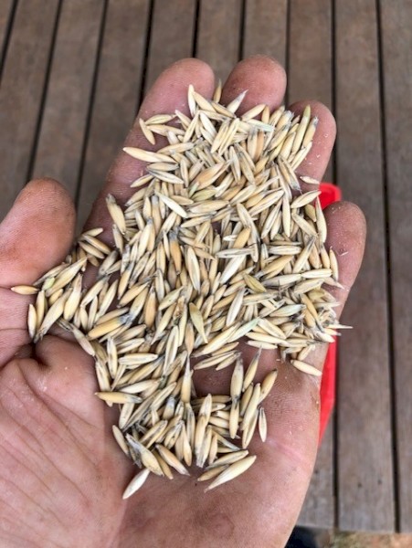Graza 50 Oats Seed
