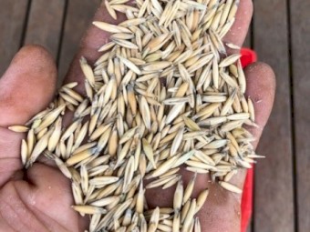 Graza 50 Oats Seed
