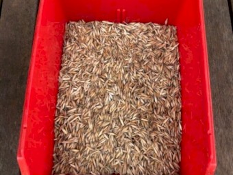 Graza 50 Oats Seed