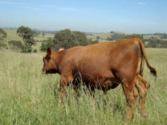 Red Angus Bulls