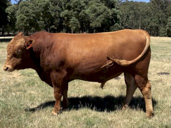 Heterogyous Poll Red Wagyu x South Devon bull (Registered)