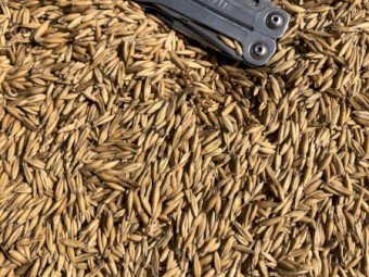 Feed Oats