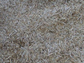 Perenial Rye Grass Seed