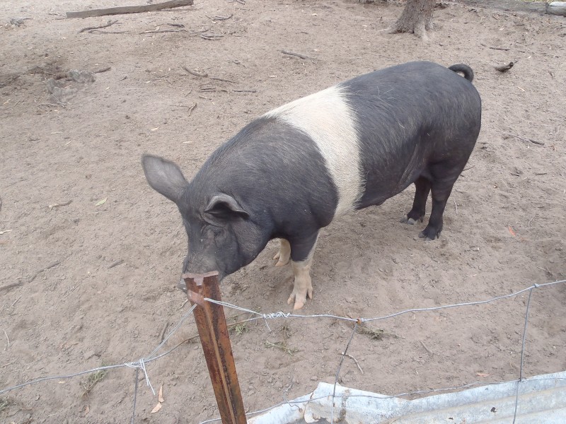 2 FREE PIGS