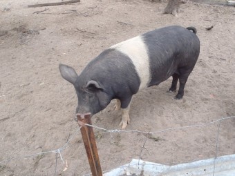 2 FREE PIGS
