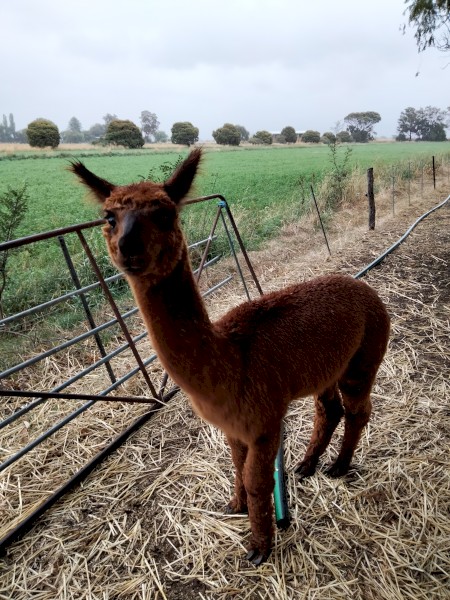 Cira Alpacas