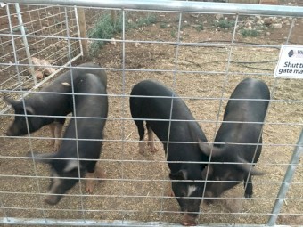 Berkshire pigs