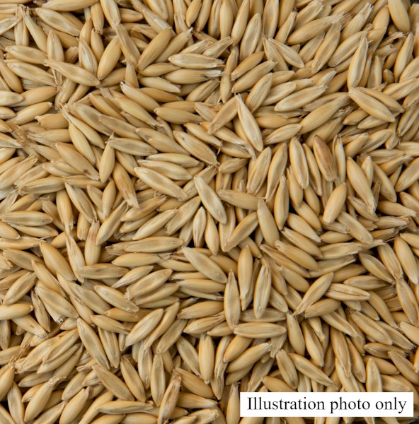 8mt Winteroo Oat Seed