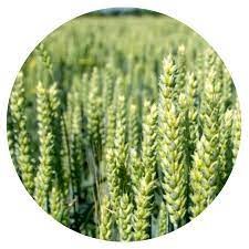 100mt Barley Seed