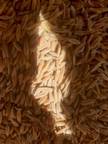 Winteroo Oats