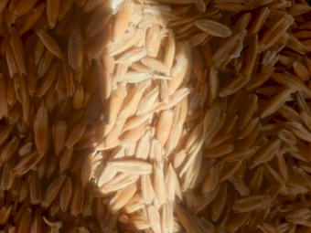 Winteroo Oats