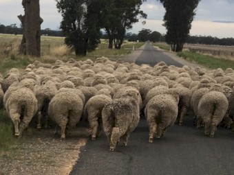 Merino Ewes highly selected (Scanned Merino Rams)