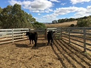 Two angus heifers