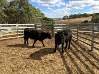 Two angus heifers