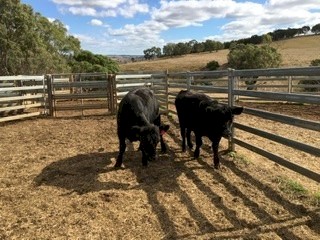 Two angus heifers