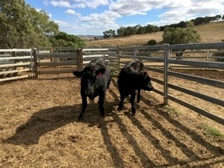 Two angus heifers