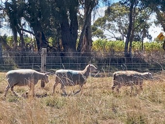 Purebred Southdown ewes mated to babydoll ram