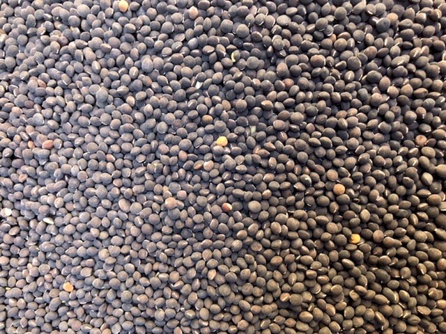 Popany Vetch Seed