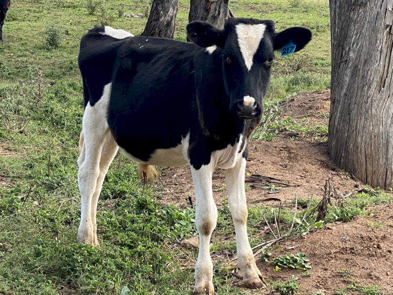 Dairy cattle steers for sale