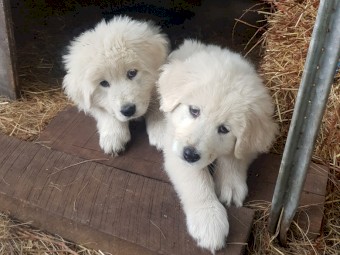 Maremma Livestock Guardian Pups