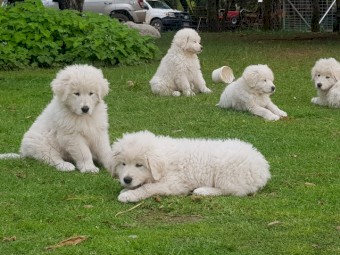 Maremma Livestock Guardian Pups