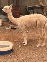 2 Young Female Alpacas for sale AAA registered