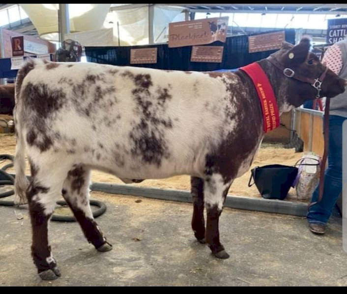 Shorthorn Bull