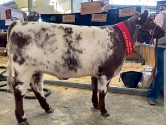 Shorthorn Bull