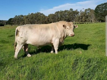 Shorthorn Bull