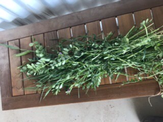 Small squares of Wheat, Vetch and Pasture Hay