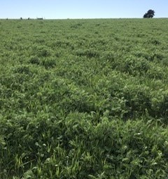 Small squares of Wheat, Vetch and Pasture Hay