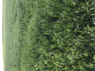 Small squares of Wheat, Vetch and Pasture Hay