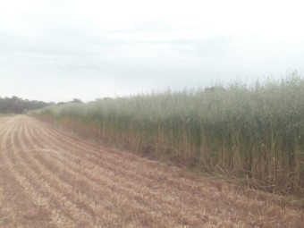 Graded Lampton Grazing & Hay Oat seed in Bulka Bags. 96% Germination & 95% Purity