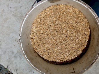 Graded Lampton Grazing & Hay Oat seed in Bulka Bags. 96% Germination & 95% Purity