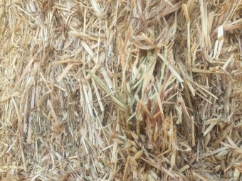 Oaten Hay 8x4x3 Bales, $60 bucks per tonne, way better value than straw