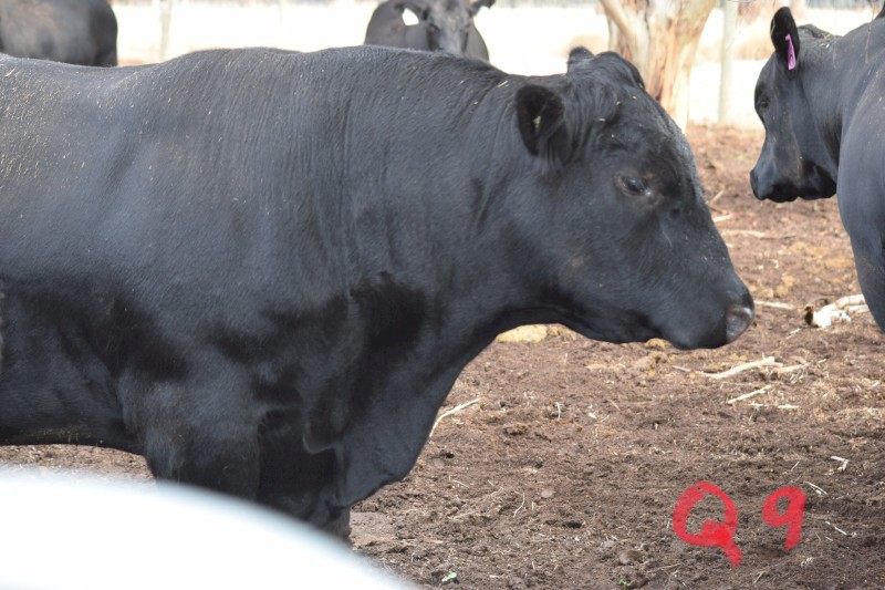 Angus Bull