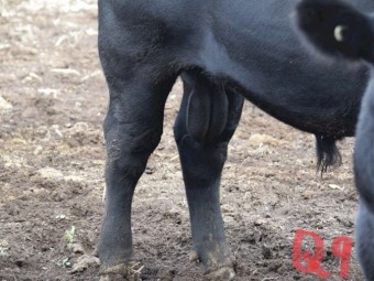 Angus Bull