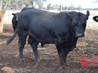 Angus Bull