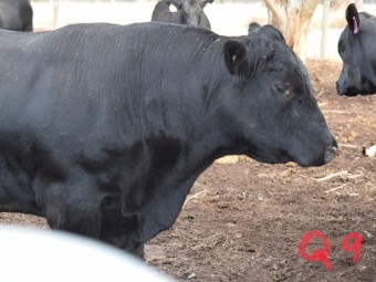Angus Bull