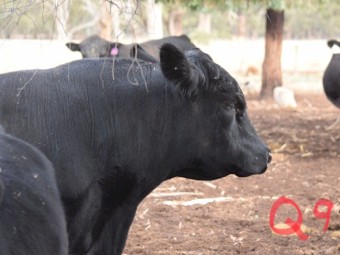 Angus Bull