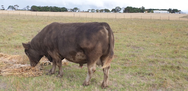 Square Meater Bull