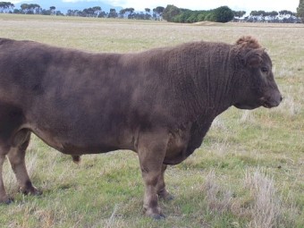 Square Meater Bull