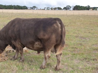 Square Meater Bull