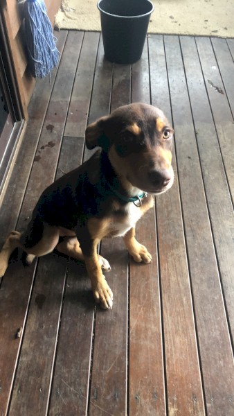 Kelpie 