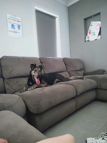 Kelpie cross Bull Arab 1 year old looking for new home