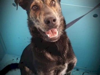 Kelpie cross Bull Arab 1 year old looking for new home
