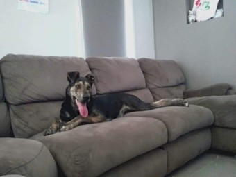 Kelpie cross Bull Arab 1 year old looking for new home